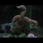 Sealife Oberhausen