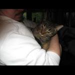 Katzenbilder