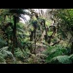 NZ Rainforest1.jpg